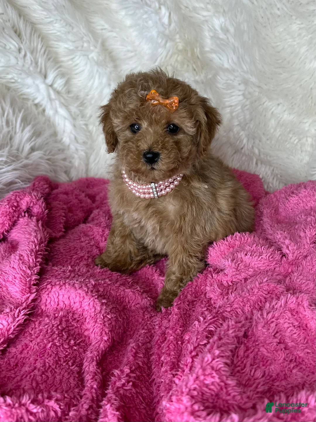Toy Poodle dogs for sale: Felicity🌸 - Ad 2
