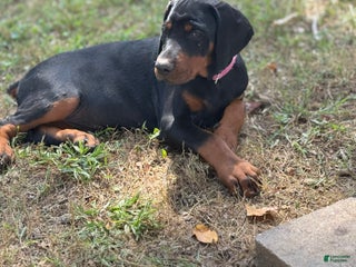 Doberman Pinscher dogs - Ad 41