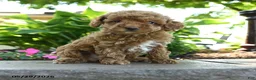 Toy Poodle dogs for sale: Willow - Ad 1