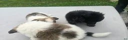 Pomchi dogs for sale: Mittens - Ad 4