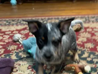 Australian Cattle Dog dogs Patch - Ad 5