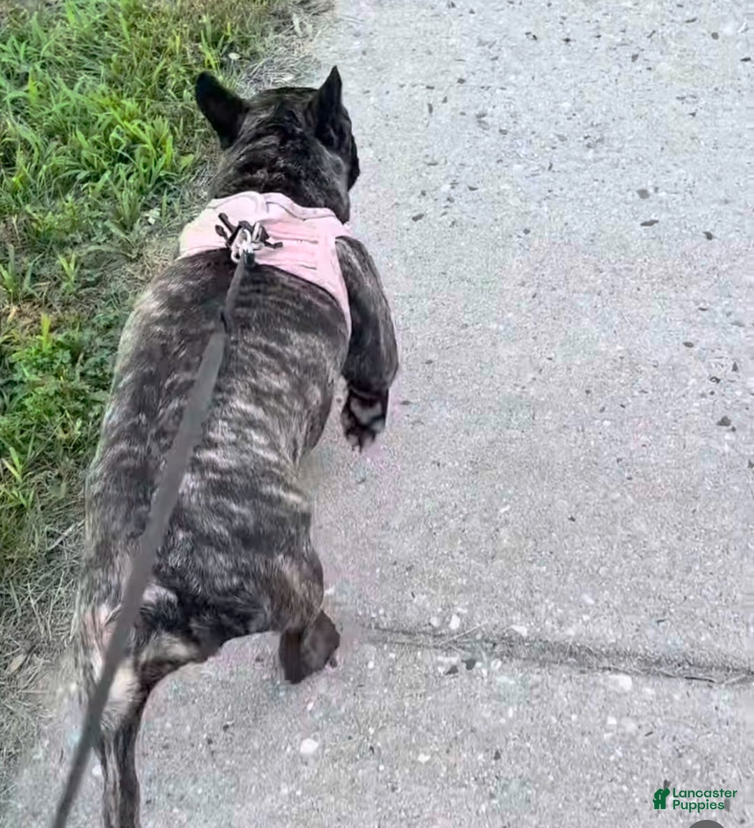 French Bulldog dogs for sale: French Bulldog Puppy 2 - Ad 2