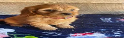 Cavapoochon dogs for sale: Chase - Ad 1