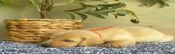 Labrador Retriever dogs for sale: Orange - Ad 1