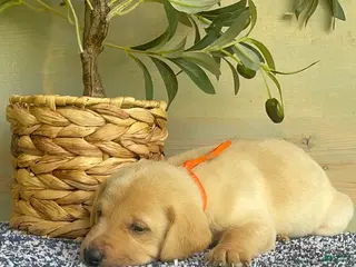 Labrador Retriever dogs for sale: Orange - Ad 1