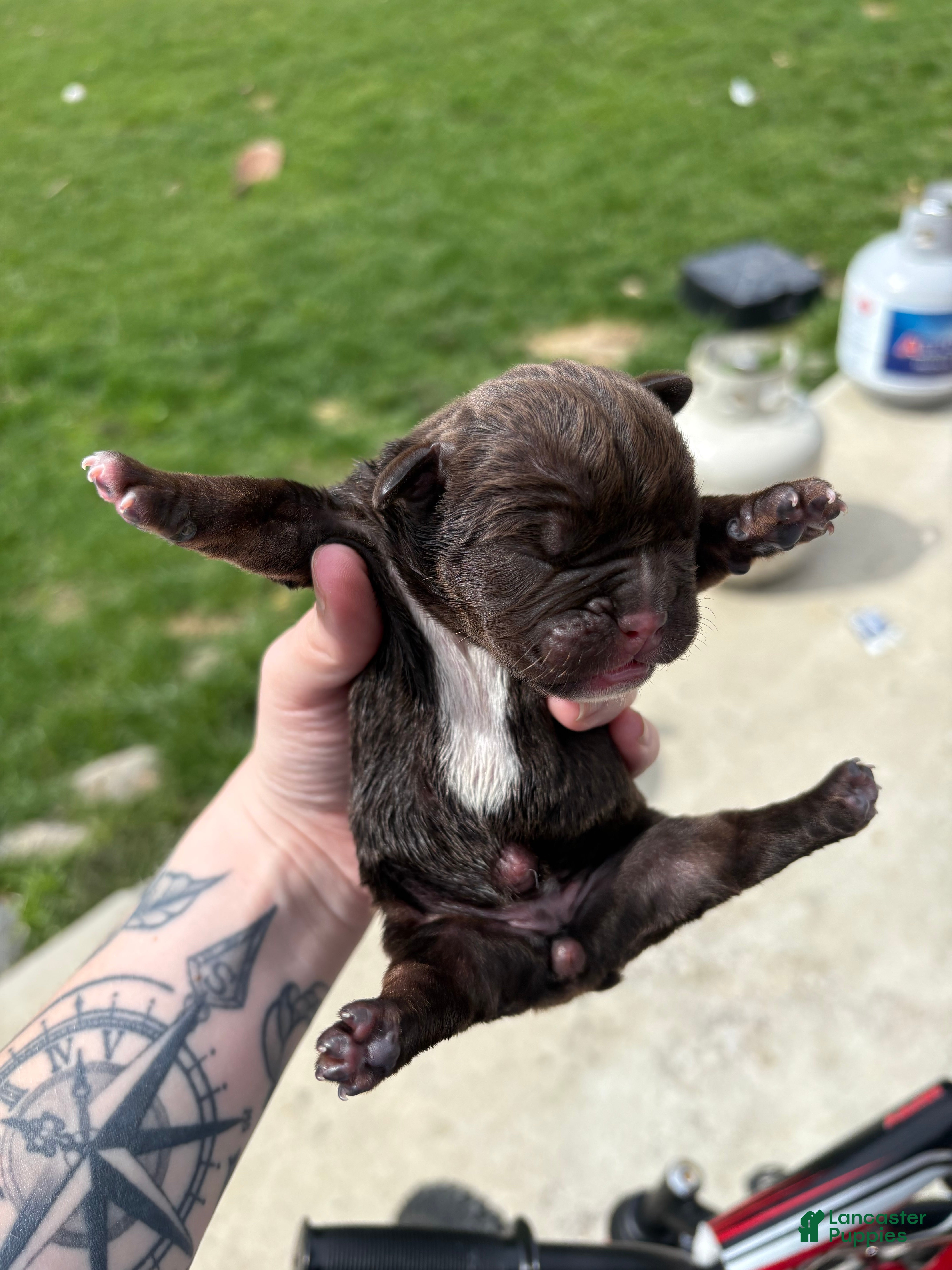 Olde English Bulldogge dogs Olde English Bulldogge Puppy 6 - Ad 18