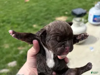 Olde English Bulldogge dogs Olde English Bulldogge Puppy 6 - Ad 26