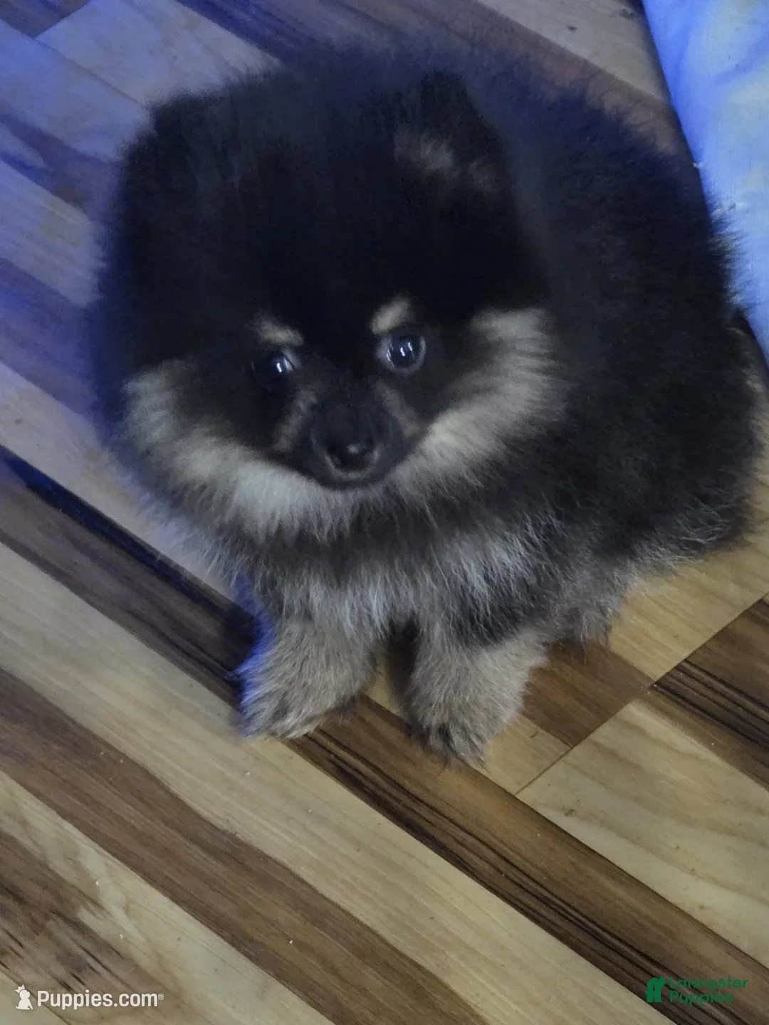 Pomeranian dogs for sale: Akc Molly  - Ad 2