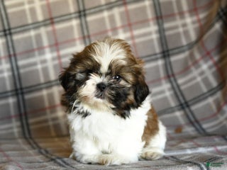Shih Tzu dogs - Ad 24