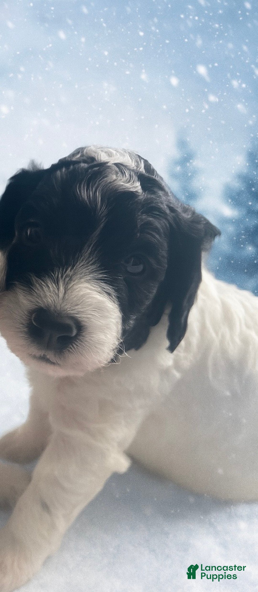 Mini Sheepadoodle dogs for sale: Red-Peppermint - Ad 18