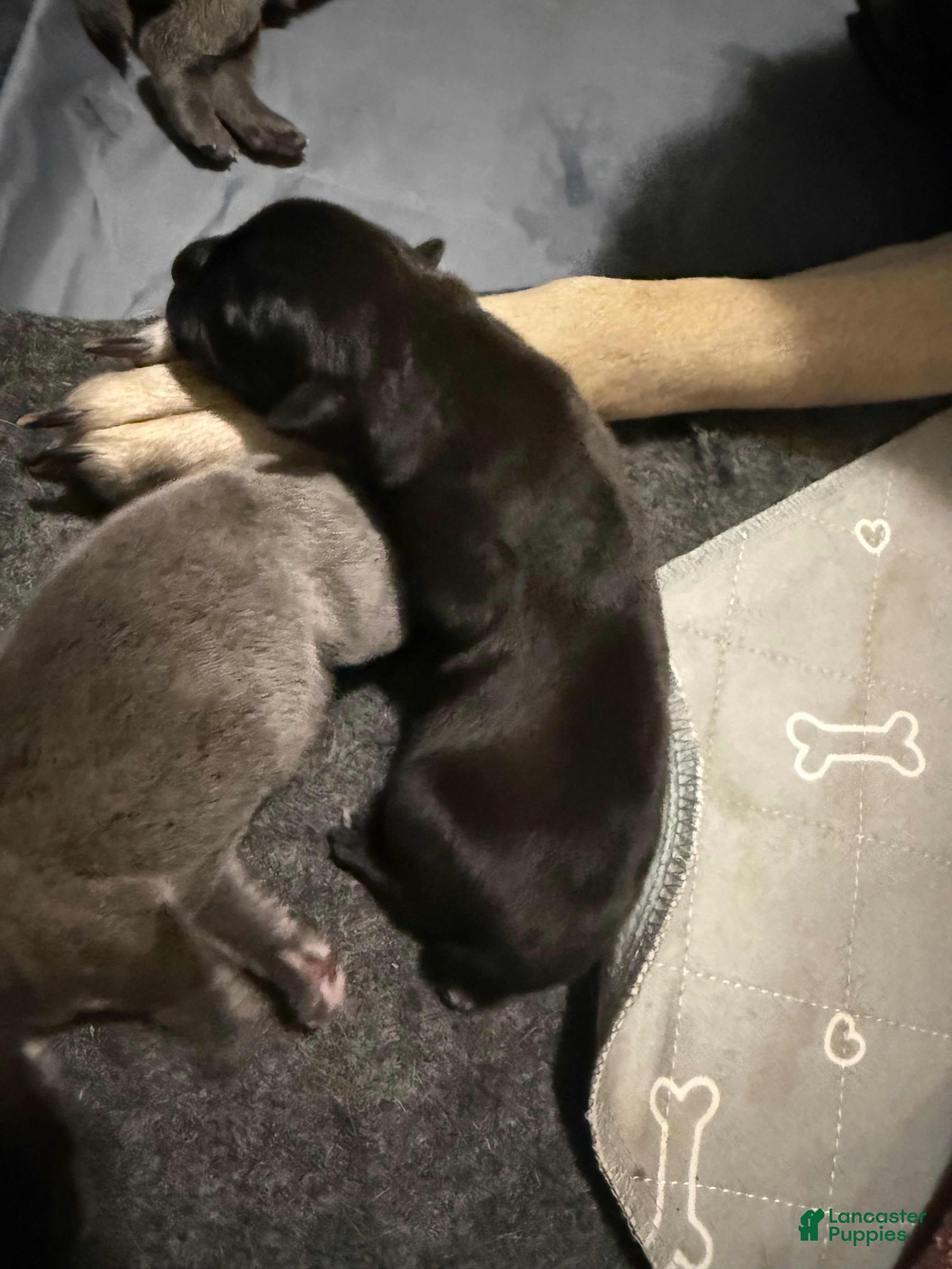 Cane Corso dogs Scallop - Ad 1