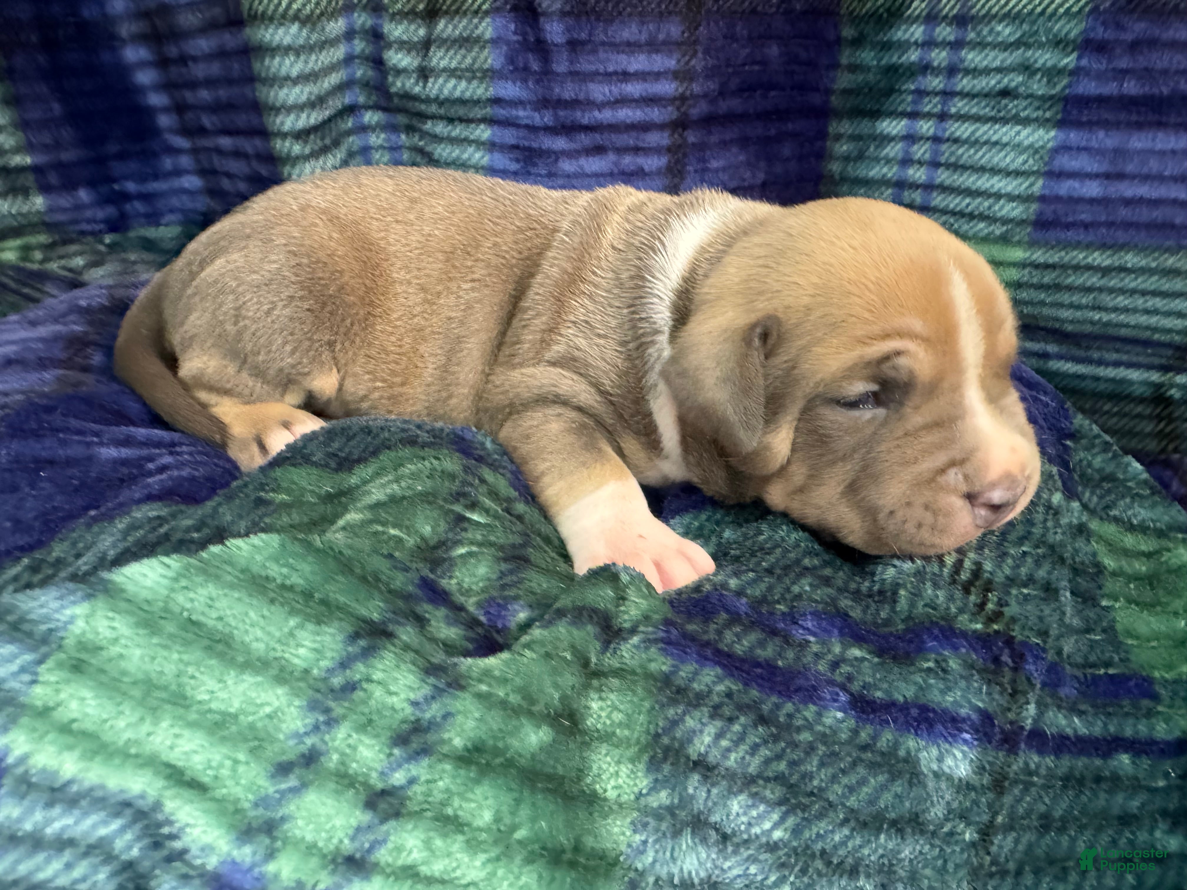 American Bully dogs American Bully Puppy 5 - Ad 2