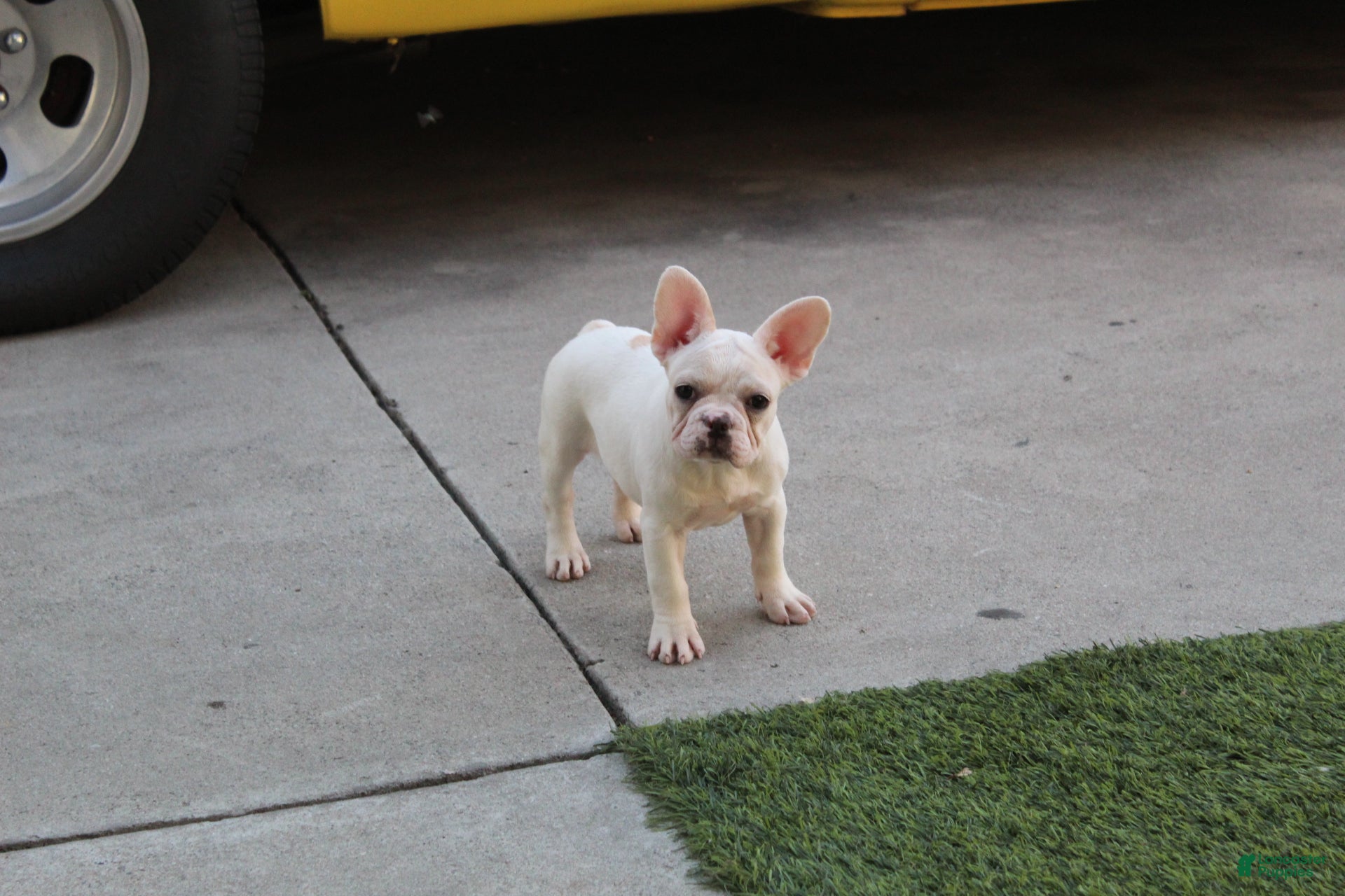 French Bulldog dogs French Bulldog Puppy 1 - Ad 1
