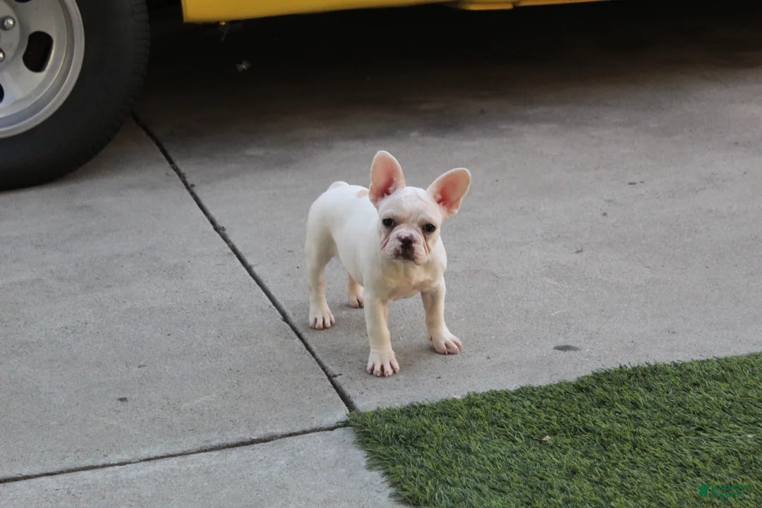 French Bulldog dogs for sale: French Bulldog Puppy 1 - Ad 1