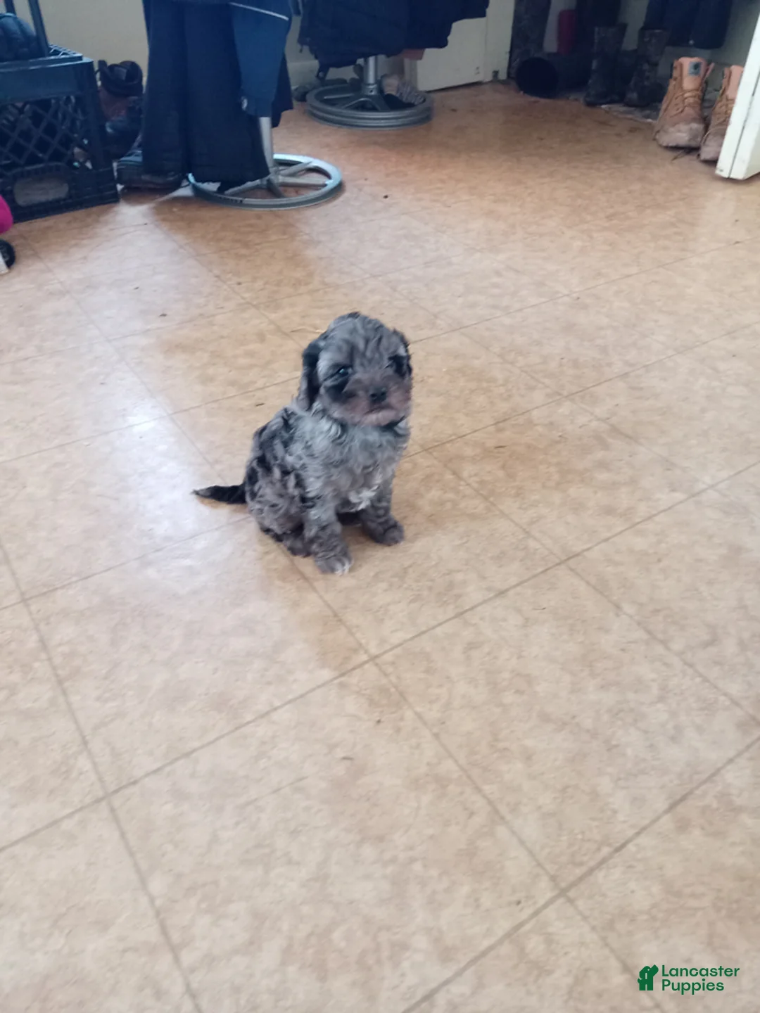 Cockapoo dogs for sale: Elsa - Ad 1