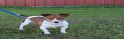 Jack Russell Terrier dogs for sale: Ranger - Ad 7