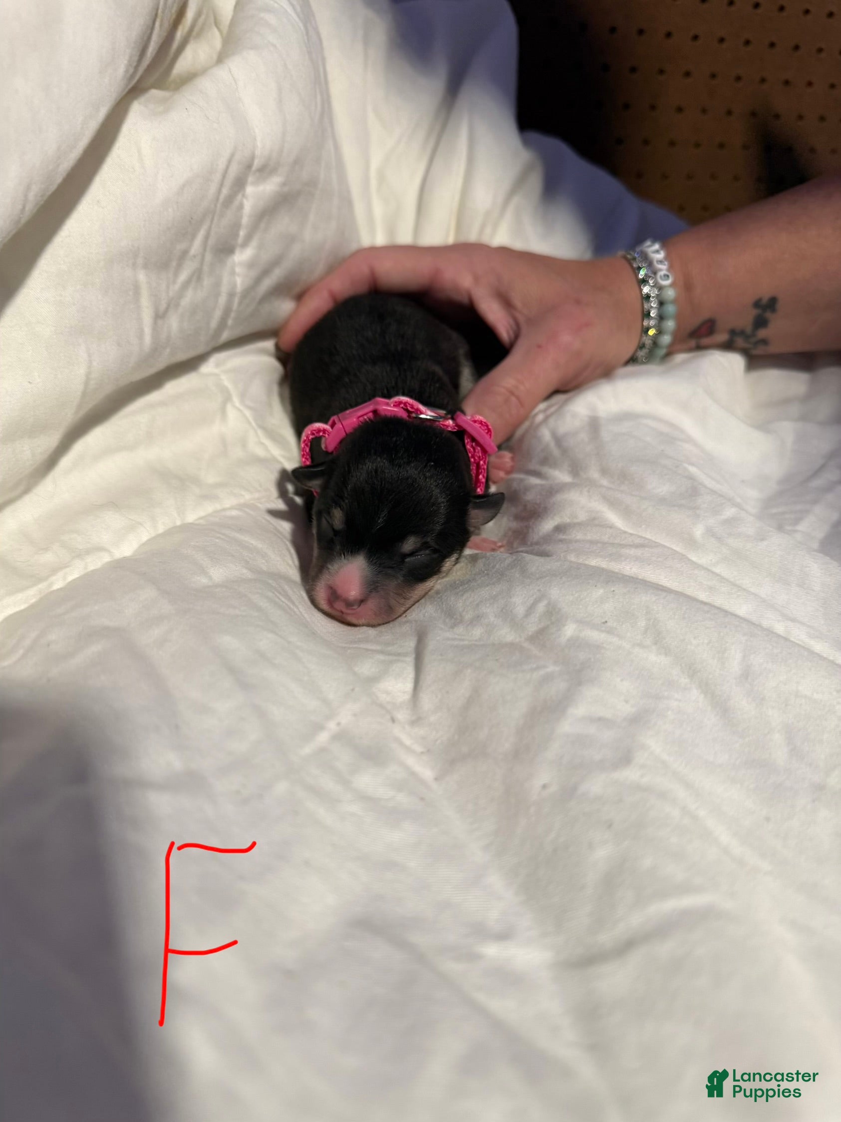 Mixed Breed dogs Mixed Breed Puppy 6 - Ad 13