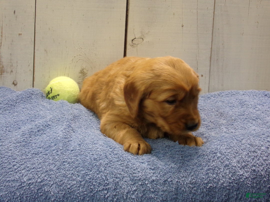 Golden Retriever dogs for sale: Oliver - Ad 2