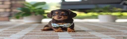 Miniature Dachshund dogs for sale: Warren - Ad 9