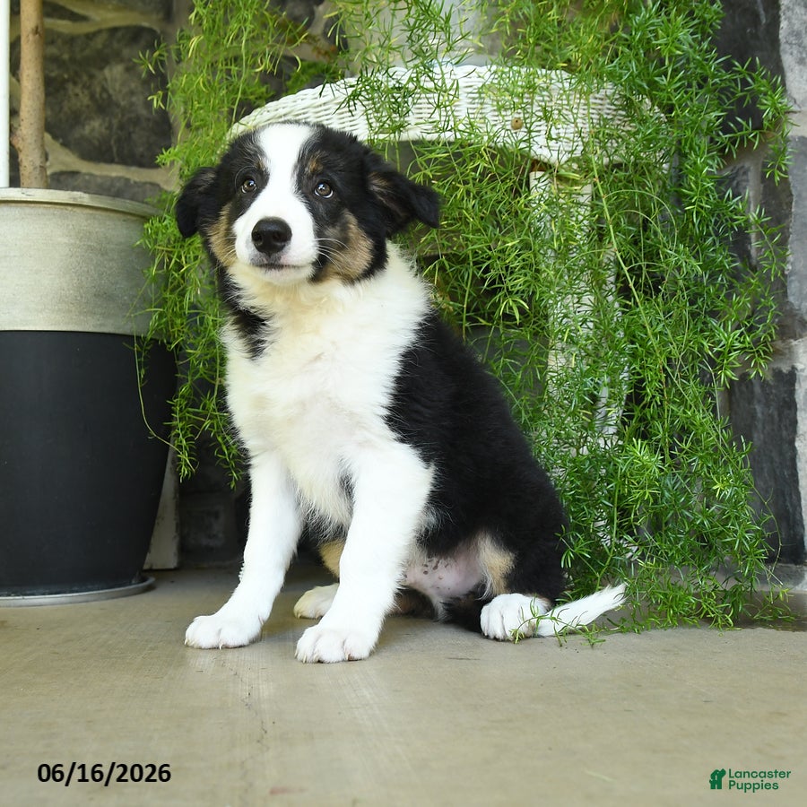 Border Collie dogs Kyle - Ad 1