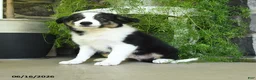 Border Collie dogs for sale: Kyle - Ad 1