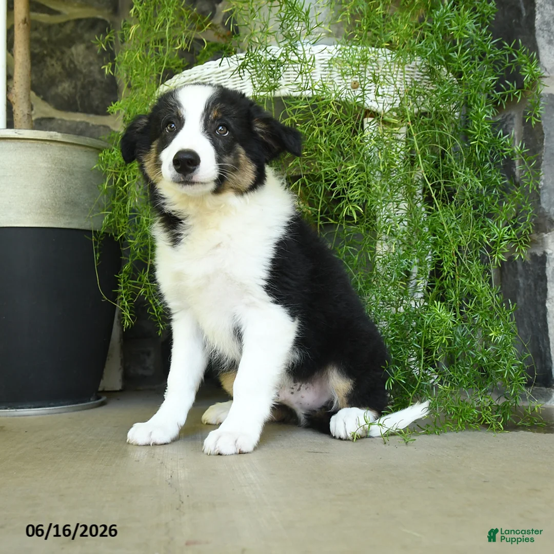 Border Collie dogs for sale: Kyle - Ad 1