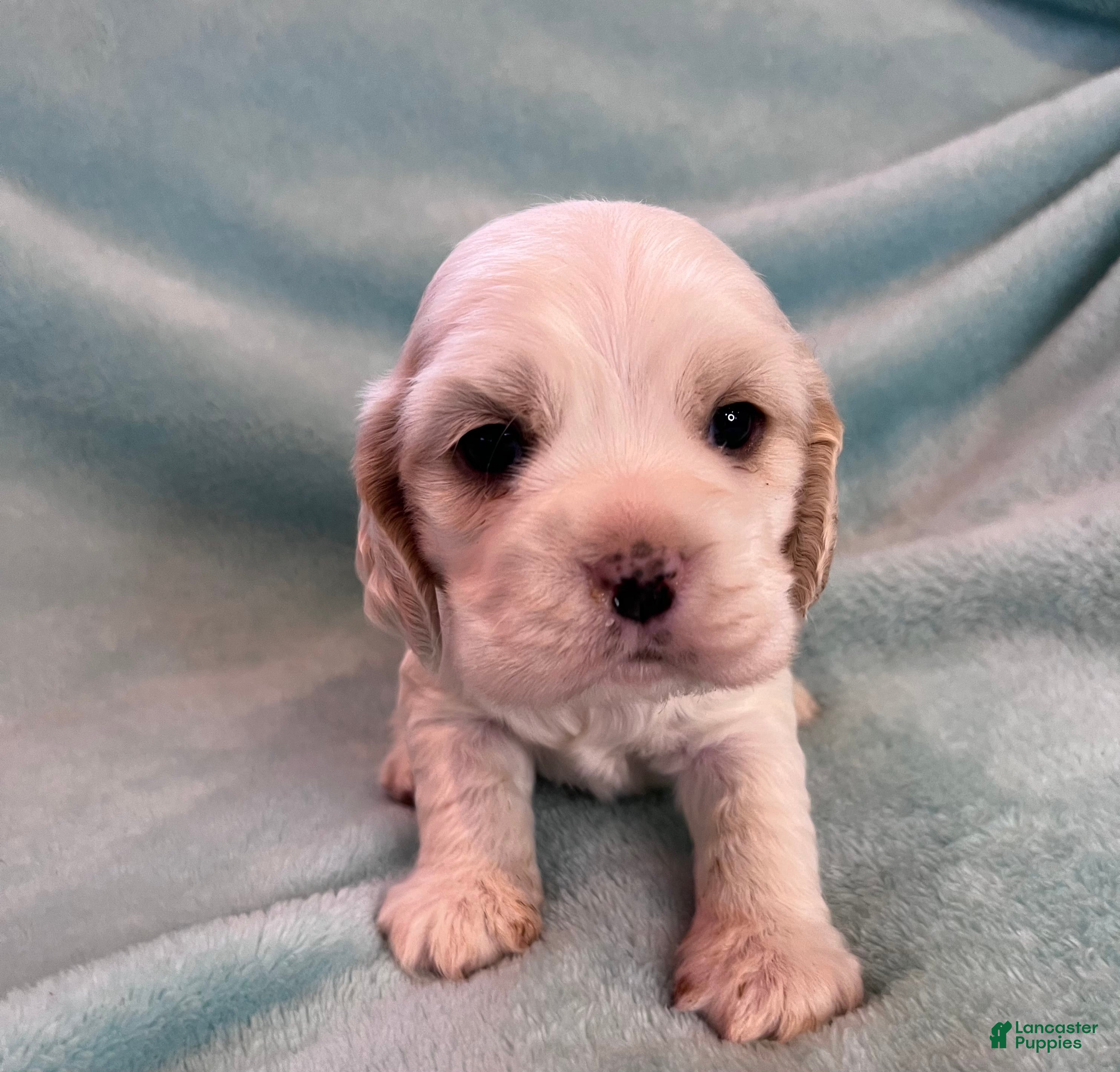 Cocker Spaniel dogs Bailey  - Ad 1