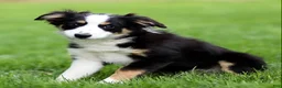 Miniature Australian Shepherd dogs for sale: Jake - Ad 3