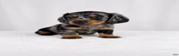 Miniature Dachshund dogs for sale: Gem - Ad 3