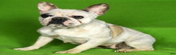 French Bulldog dogs for sale: Cassie - Ad 9