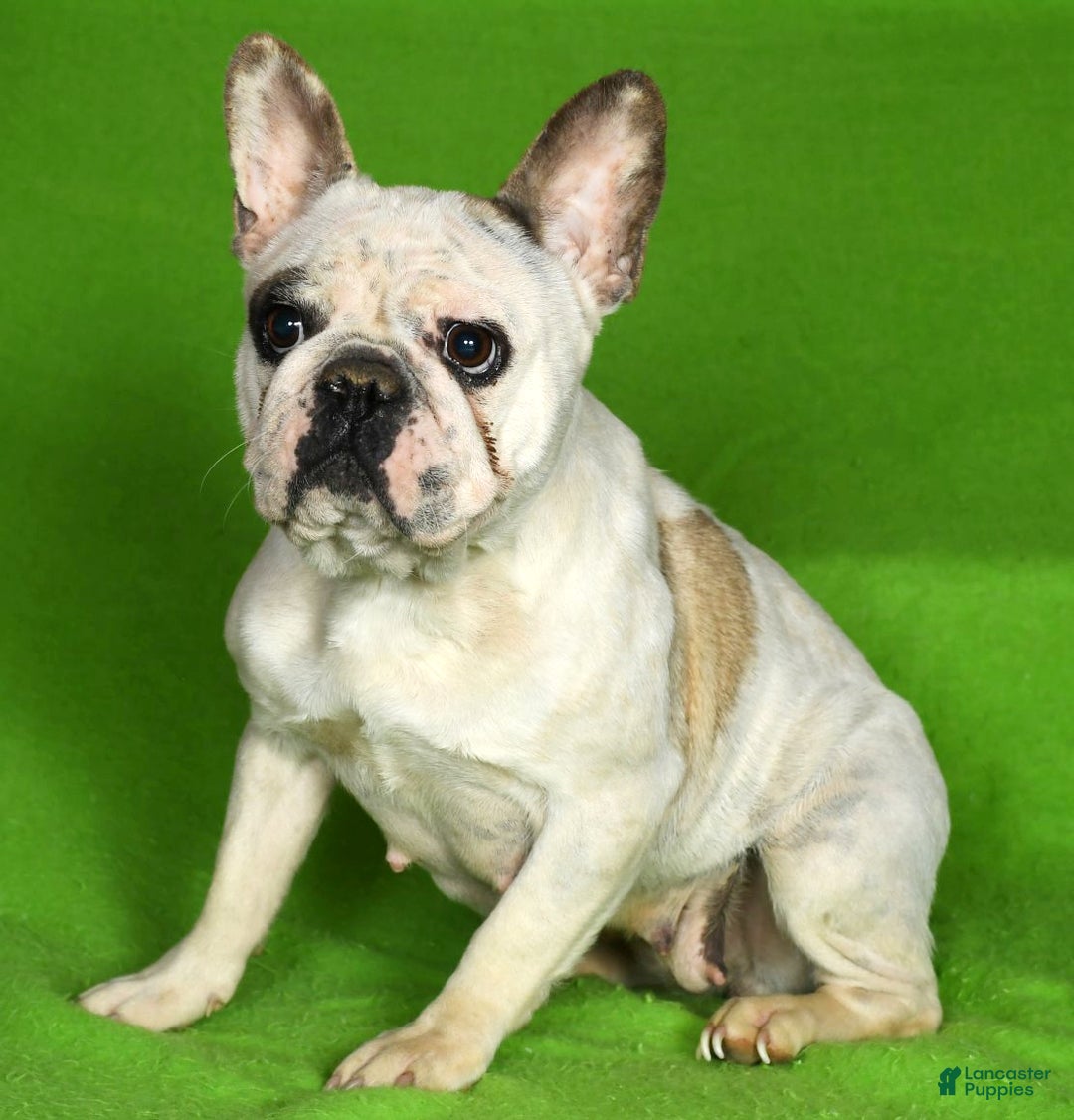French Bulldog dogs for sale: Cassie - Ad 9