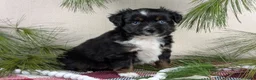 Toy Australian Shepherd dogs for sale: Banjo - Ad 21