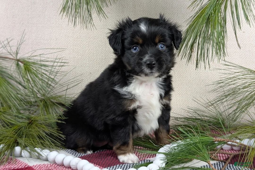 Toy Australian Shepherd dogs for sale: Banjo - Ad 21