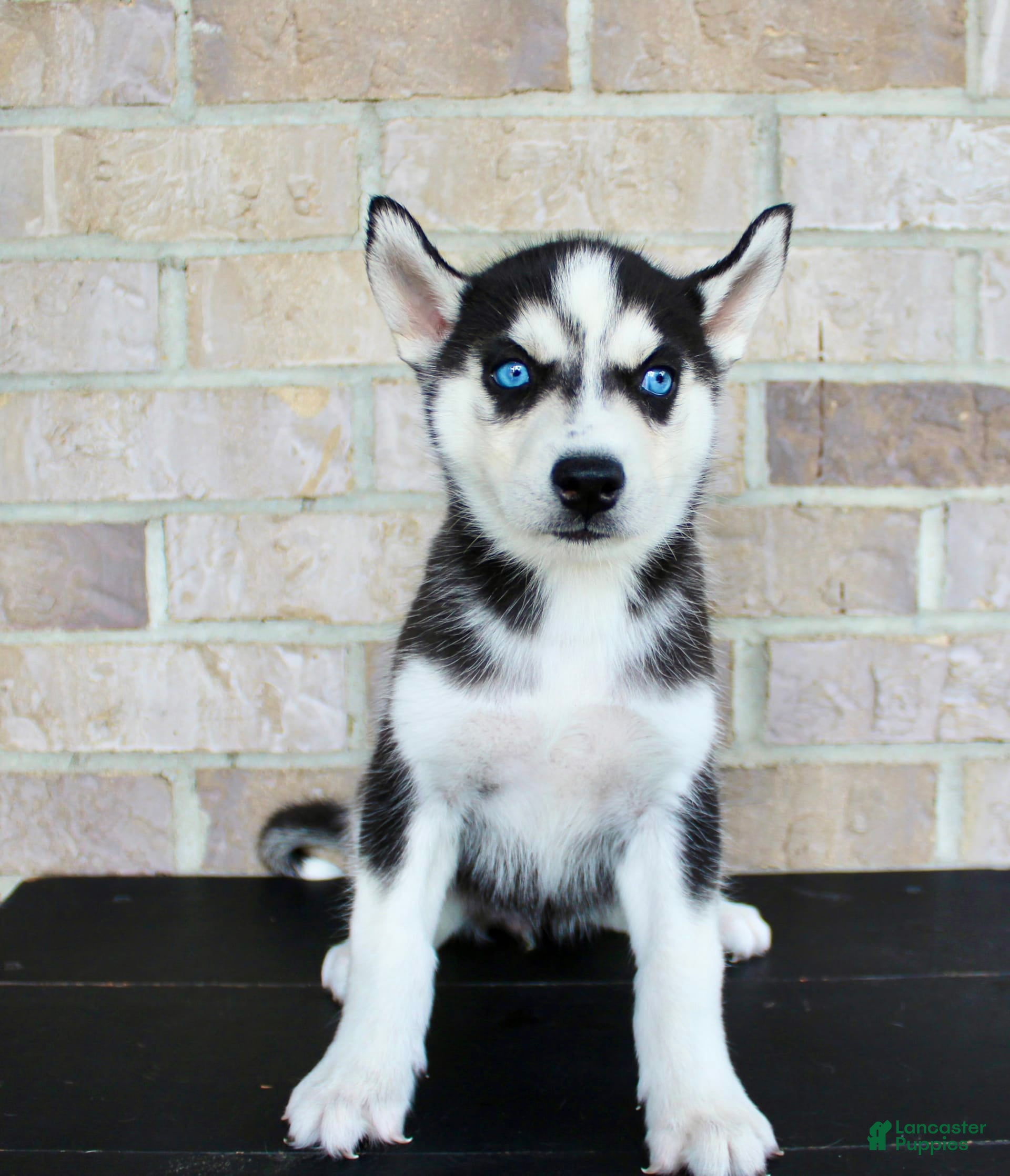 Thundermountainline Tibetan Mastiff Siberian Husky Mix For Sale