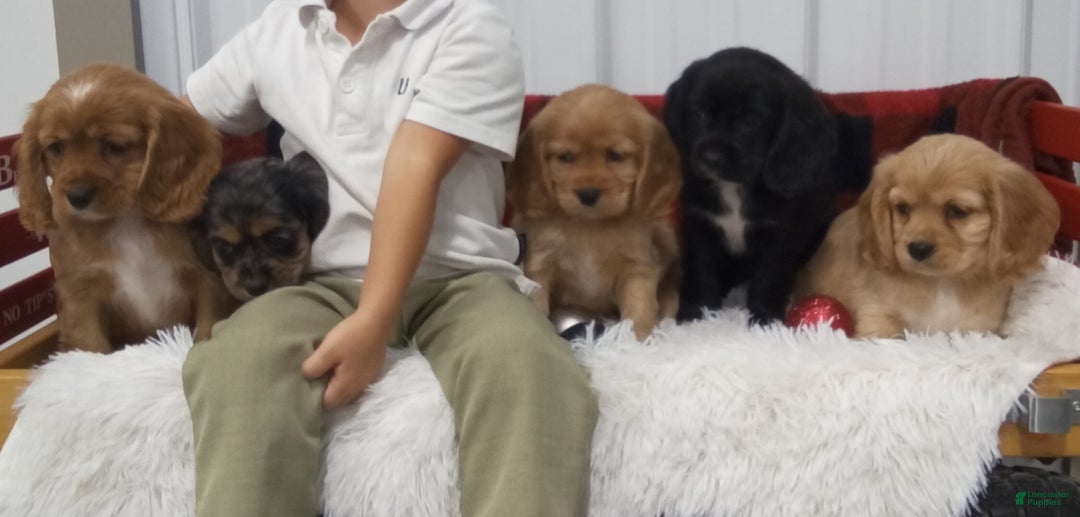 Cockalier dogs for sale: Lola - Ad 9