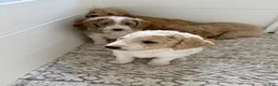 Goldendoodle dogs for sale: Chio  - Ad 4
