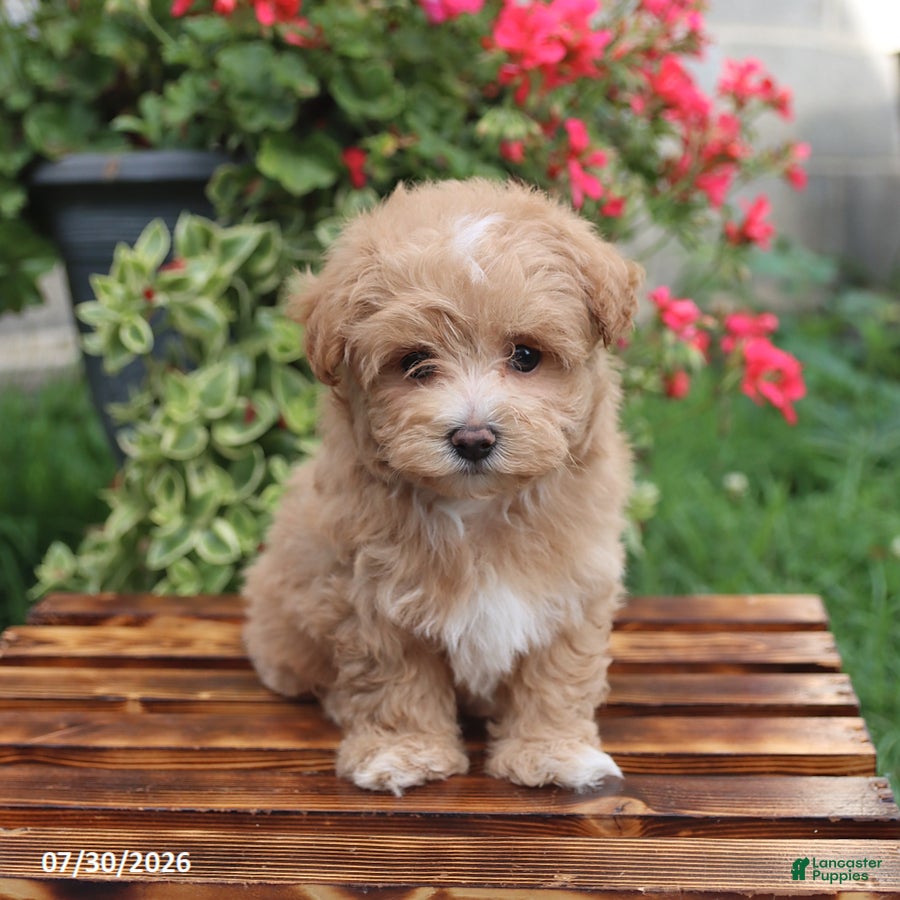 Maltipoo dogs Hershey - Ad 2