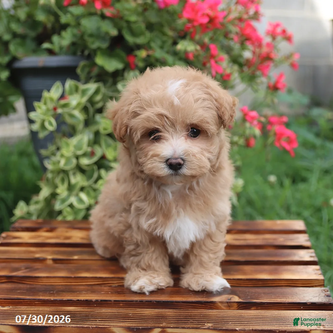 Maltipoo dogs for sale: Hershey - Ad 2