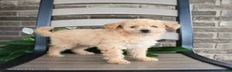 Havapoo dogs for sale: Angel Girl - Ad 4