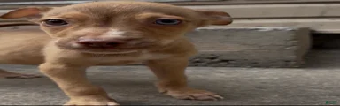 SCAR