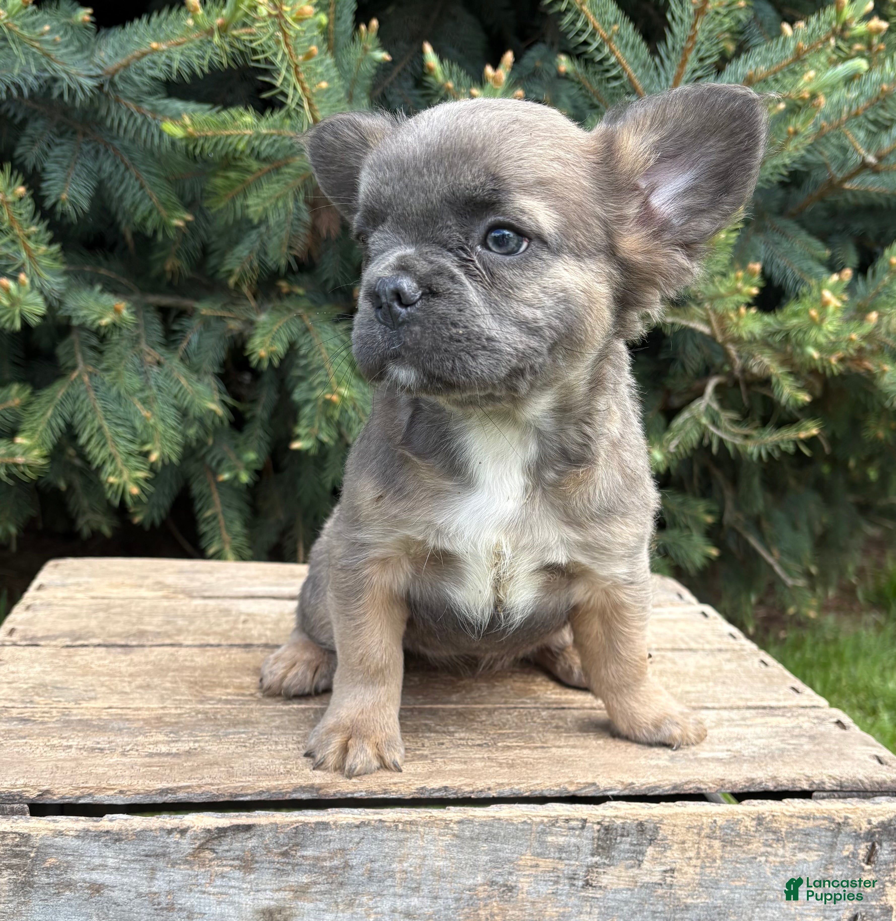 French Bulldog dogs for sale: Mercedes Fluffy - Ad 6