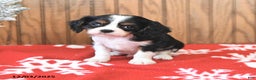 Cavalier King Charles Spaniel dogs for sale: Cyclone - Ad 4