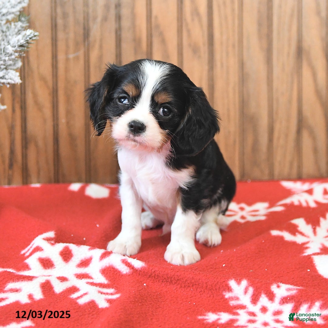 Cavalier King Charles Spaniel dogs for sale: Cyclone - Ad 4
