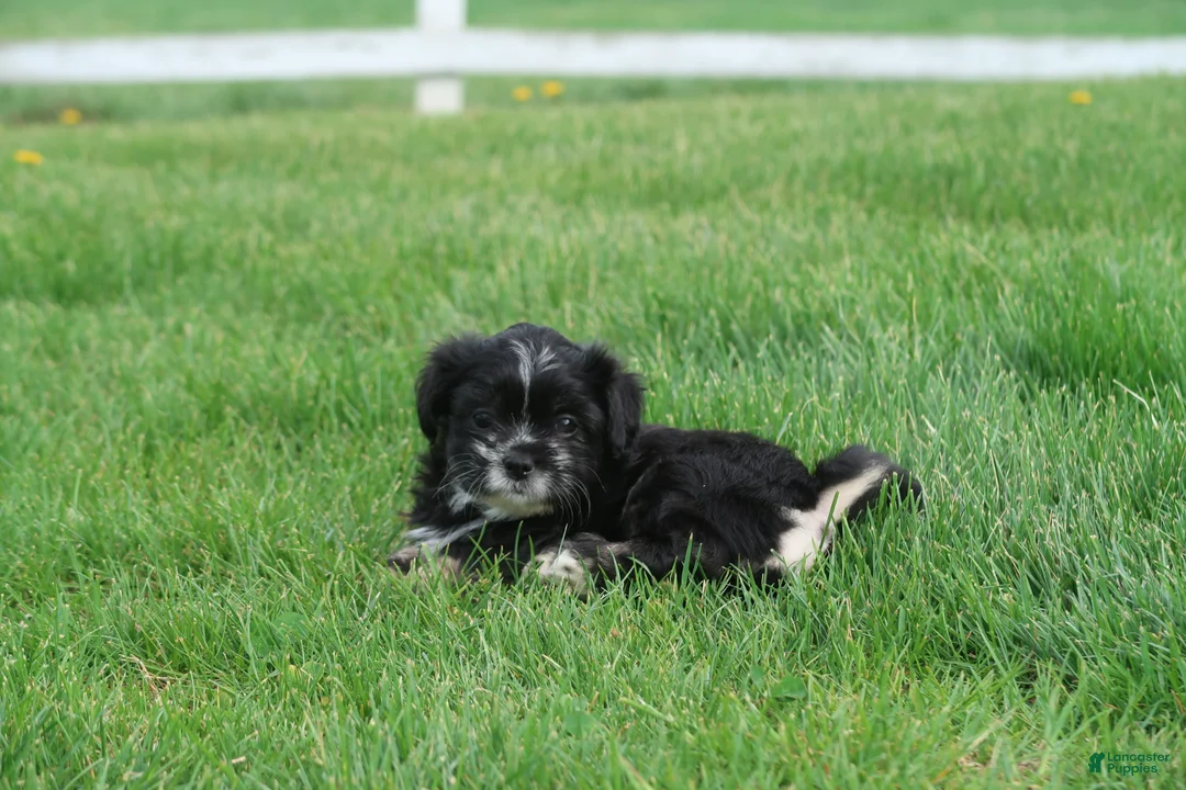 Shihpoo dogs for sale: Zora - Ad 2