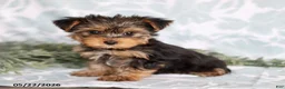 Yorkshire Terrier dogs for sale: Mitzi - Ad 1