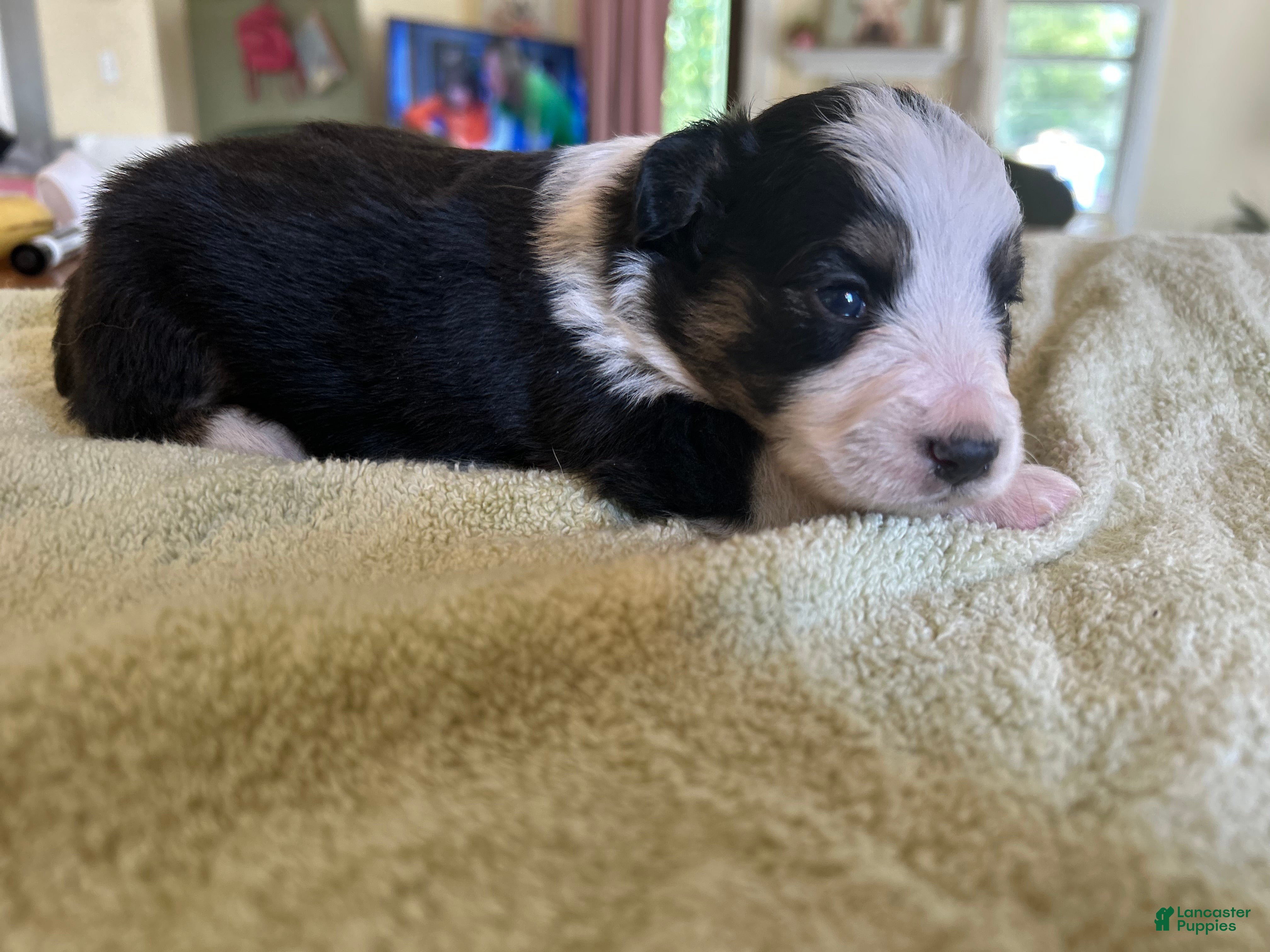 Mixed Breed dogs Max - Ad 1