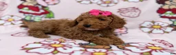 Cockapoo dogs for sale: Remi - Ad 6