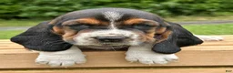 Basset Hound dogs for sale: Isabella - Ad 7