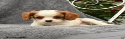 Cavalier King Charles Spaniel dogs for sale: Selena - Ad 3