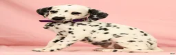Dalmatian dogs for sale: Tracy - Ad 5
